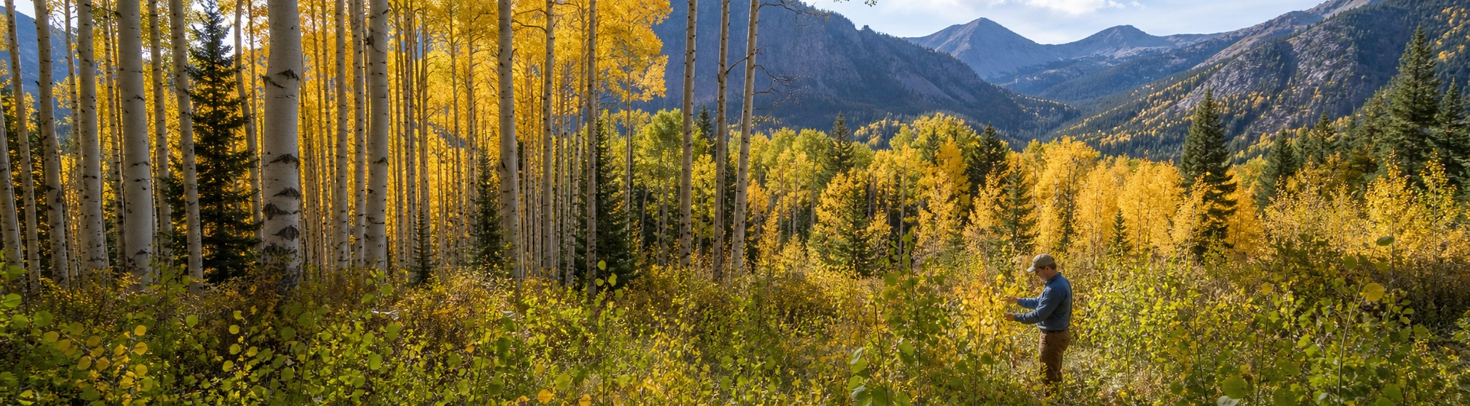 Golden aspen grove and mountain forest in autumn