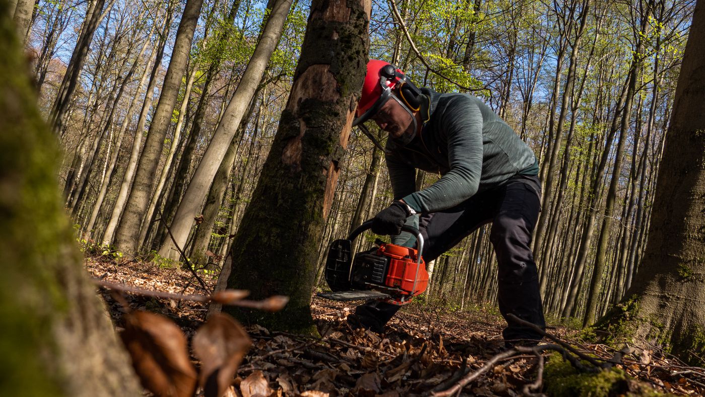 A professional forestry worker wearing a helmet and protective equipment while operating a chainsaw