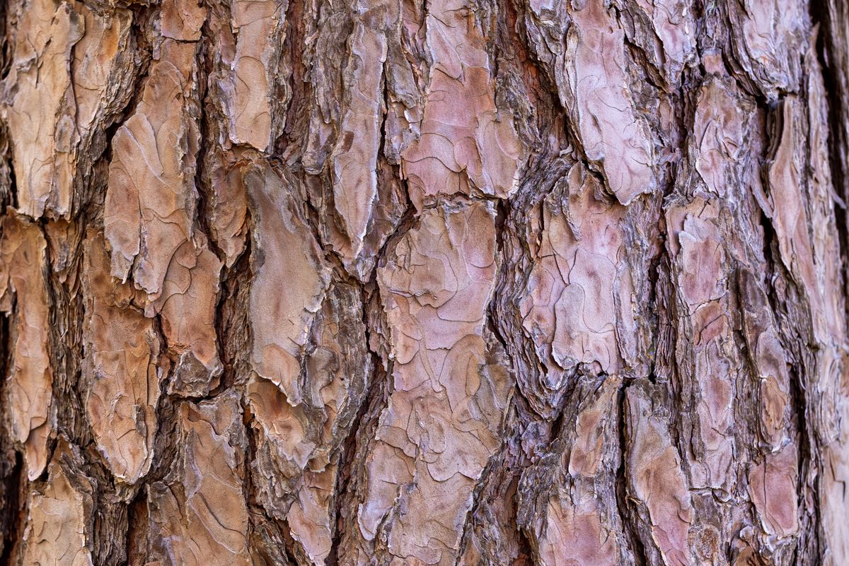 Close detail of textured pine bark
